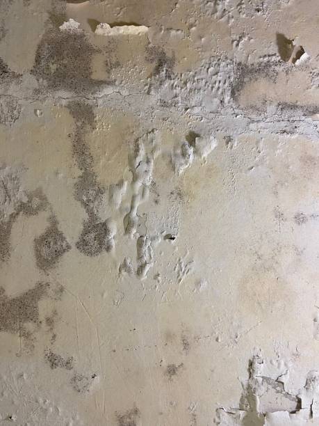 Best Crawl Space Mold Remediation in Plainview, NY