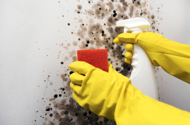 Best Emergency Mold Remediation in Plainview, NY